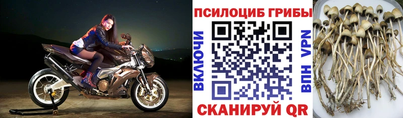 где продают   Алексеевка  Псилоцибиновые грибы мухоморы 